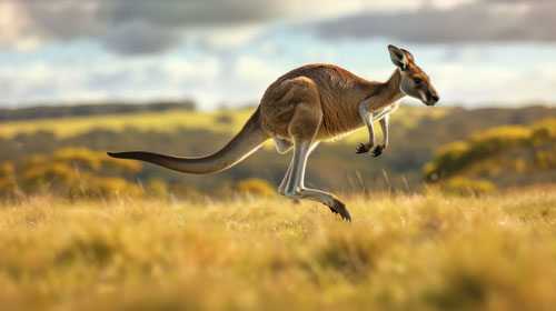 Some interesting Kangaroo facts