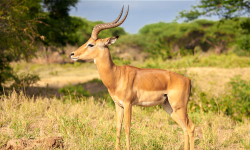 Sounds of Antelope