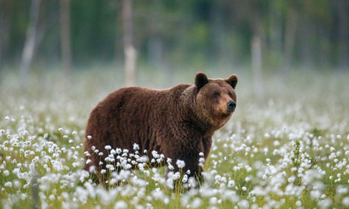 Sound of Bears