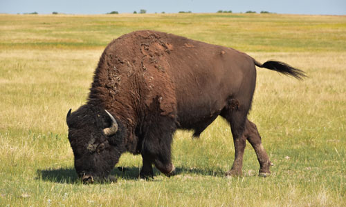 Sounds of Bison