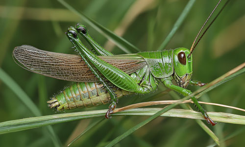 Sound of Grasshoppers