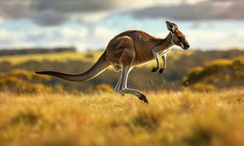 Sound of Kangaroos