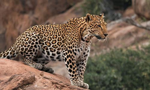 Sounds of Leopards