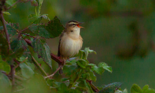 Sound of Nightingales