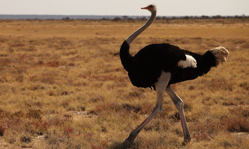 Sounds of Ostriches