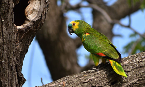 Sounds of Parrots