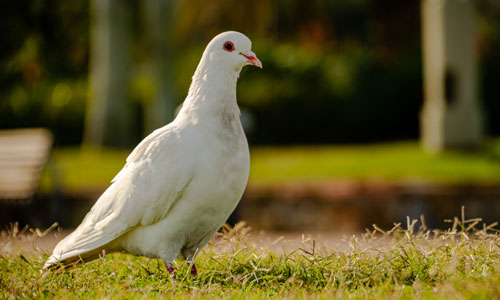 Sound of Pigeons