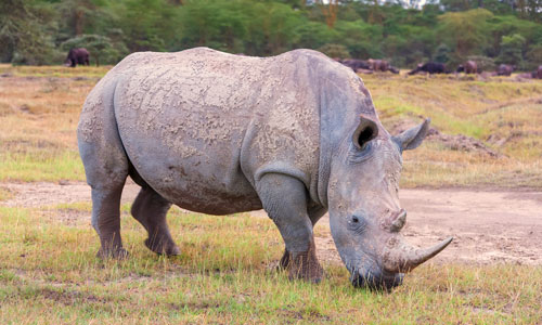 Rhinoceros