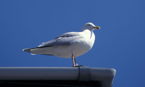 Sounds of Seagulls