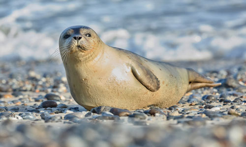 Sound of Seals