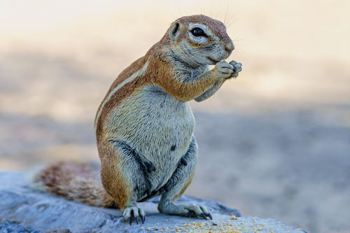 Fun facts about Xerus, the highly social animal