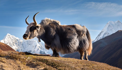 Yak