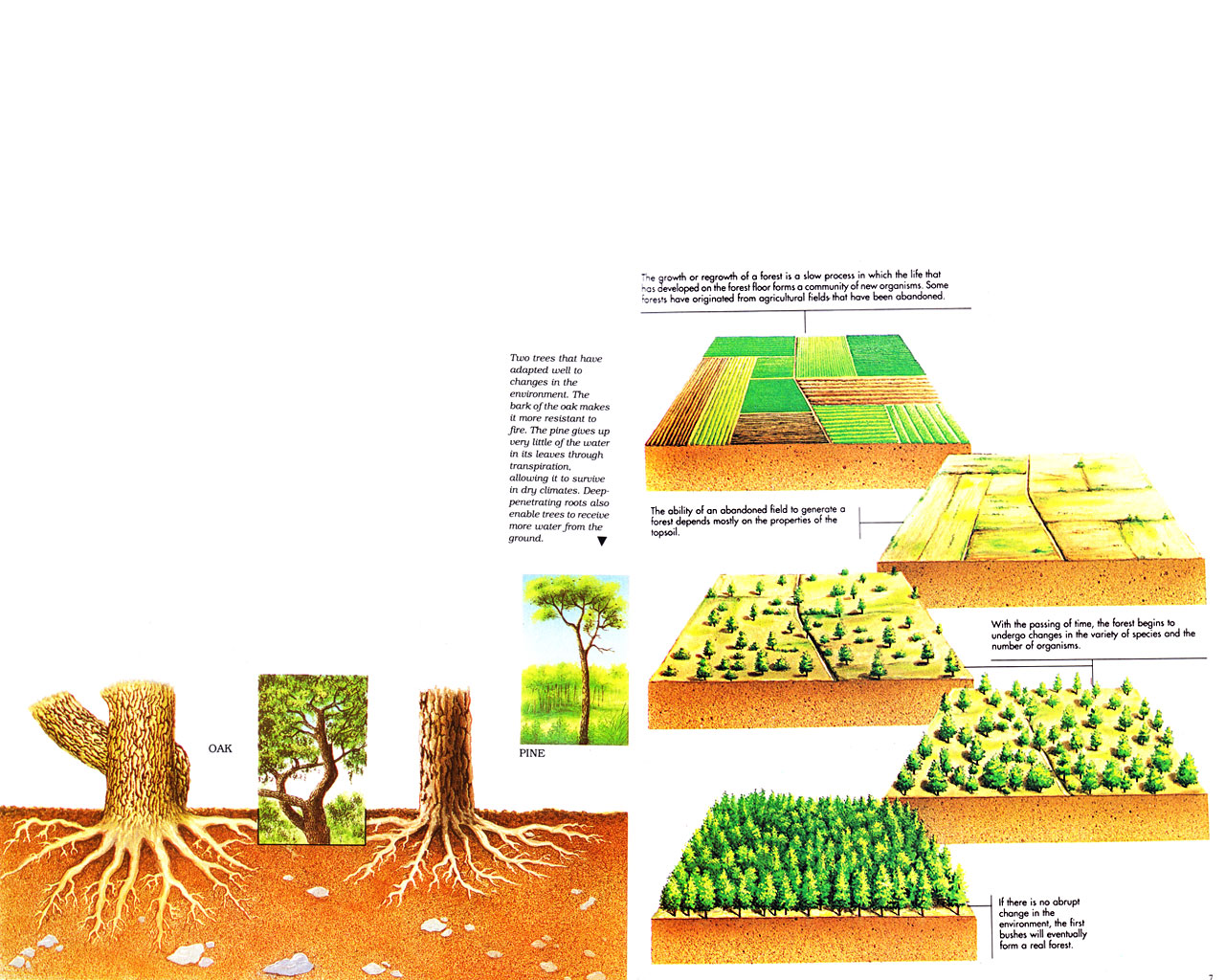 Disturbances In The Ecosystem