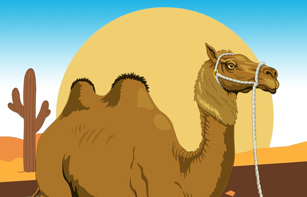 The camel on a desert